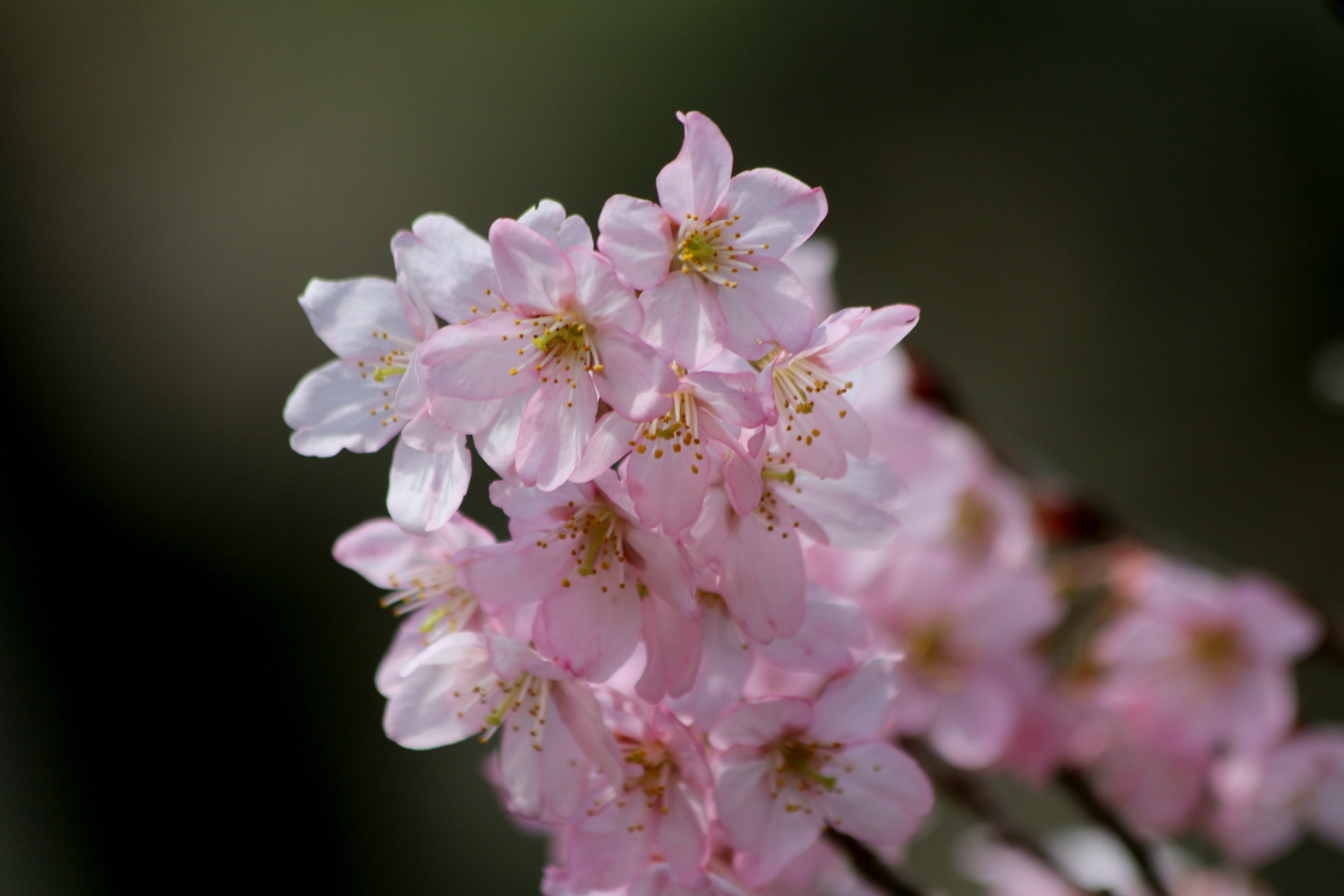 新宿御苑の桜①_a0127090_20473464.jpg