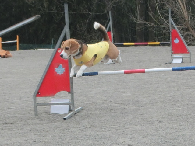 a0319693_8352068.jpg