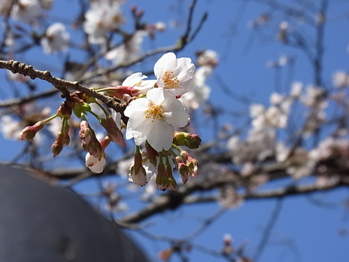 2016年　桜が咲きました！_b0105897_14063918.jpg