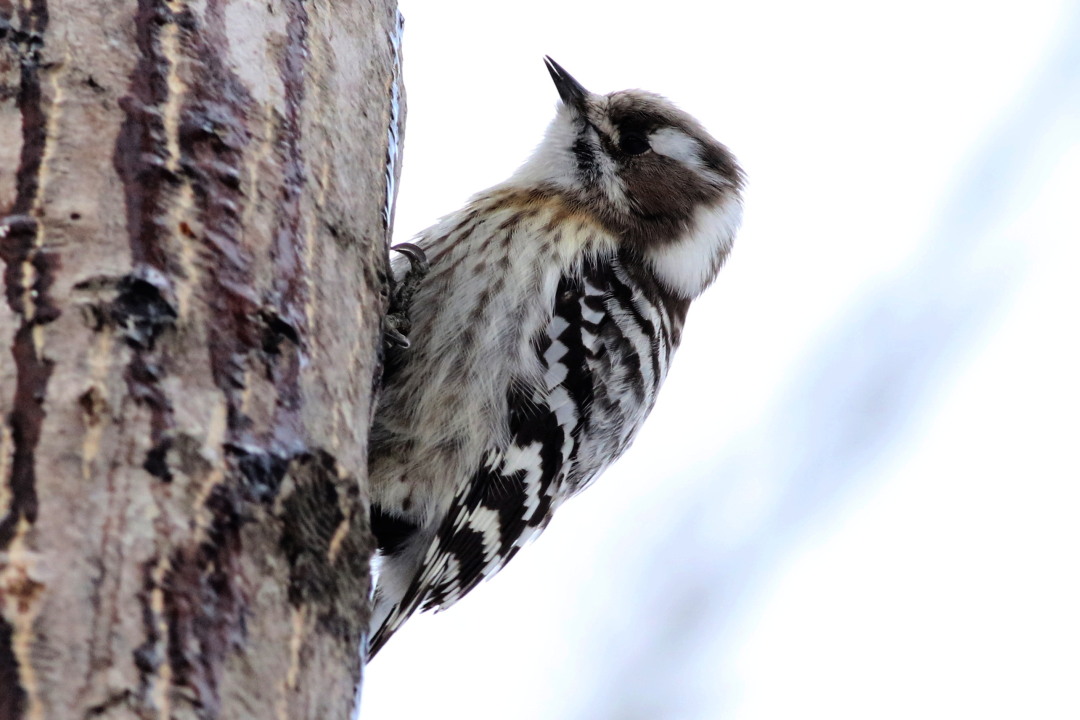 コゲラ アカゲラ オオアカゲラ 今日の鳥さん コゲラ アカゲラ オオアカゲラ 今日の鳥さん