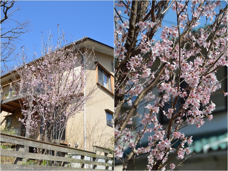 3月22日の庭。と、トレリスの補強_c0124100_1821353.jpg