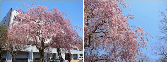 お散歩&うまうま その3_b0067302_2035663.jpg