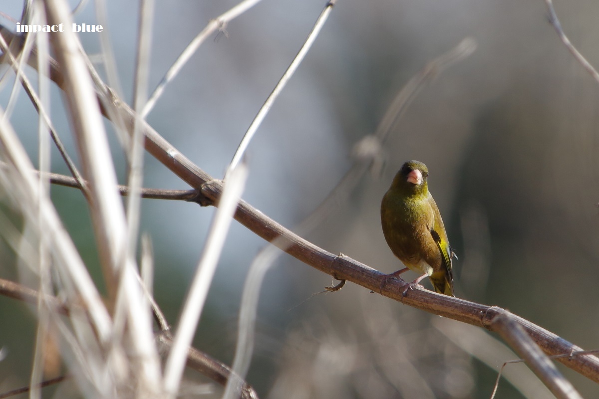 寒くても、元気だった野鳥たち♪_a0355908_21291215.jpg