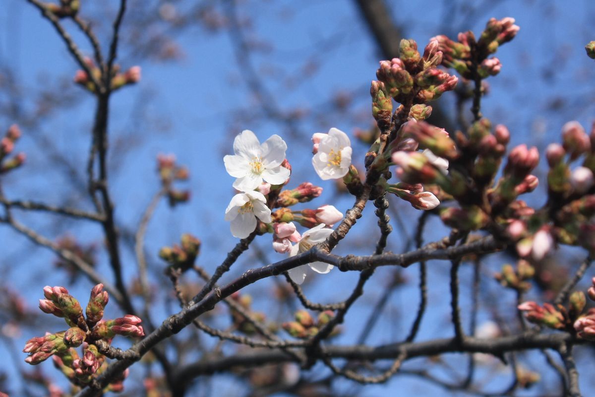 山崎川（桜）_b0150110_22254188.jpg