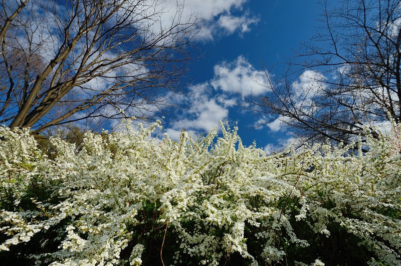 春の花･梅小路公園のユキヤナギ_f0032011_19353783.jpg