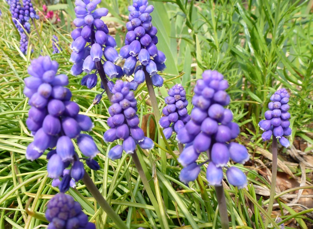 ☆紫系の花かんむり☆ 紫色の春の花・・・ : 我が家の花たち