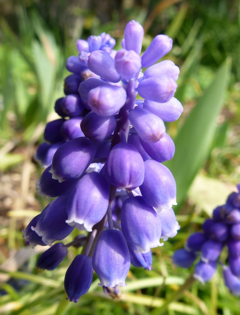 紫色の春の花 我が家の花たち 紫色の春の花 我が家の花たち