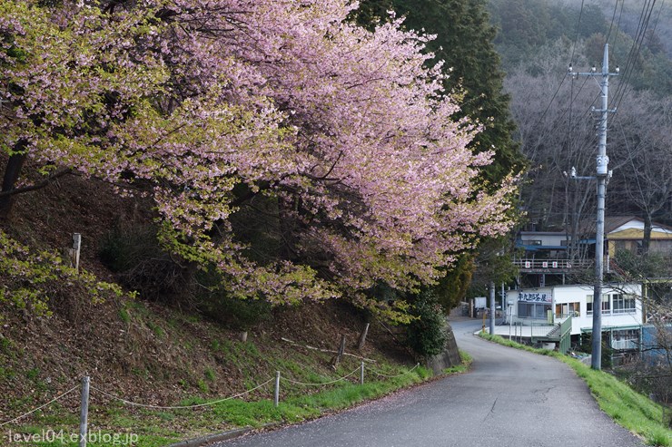 顔振峠 ～桜と梅～ - photograph2