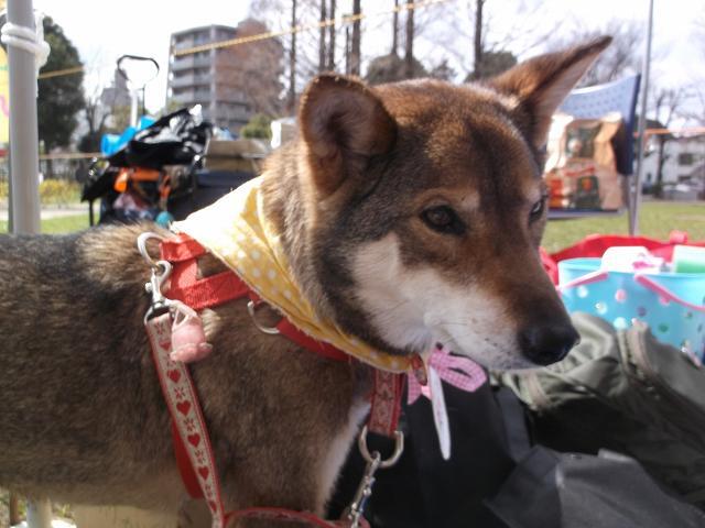 足立区生物園・いぬ親会～♪_a0322733_14390470.jpg