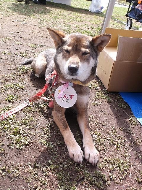 足立区生物園・いぬ親会～♪_a0322733_14391800.jpg