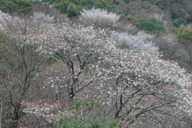 大岩（臼杵市・東海添）で山桜観賞！_e0272335_18571271.jpg