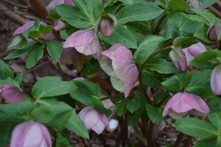 c0136736_1930413.gif