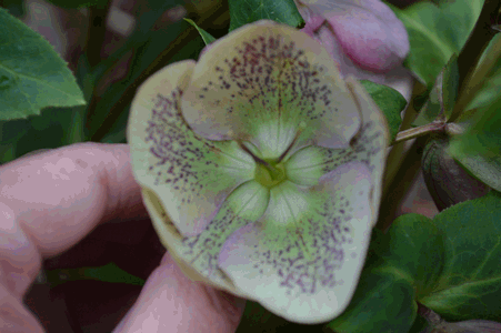 c0136736_1931048.gif