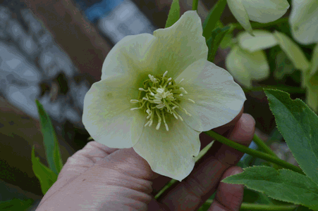 c0136736_19311778.gif