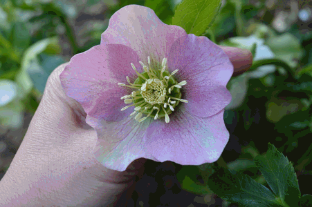 c0136736_19332727.gif