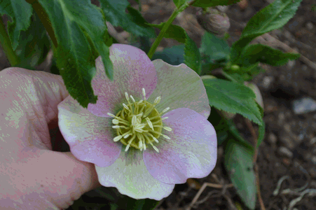 c0136736_19334076.gif