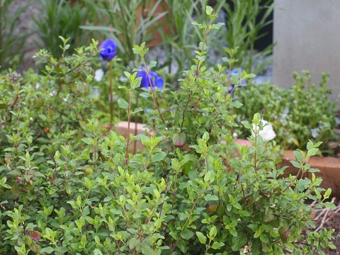 f0042637_16573077.jpg