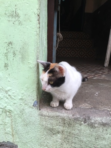 キューバの猫_a0103940_12334755.jpg