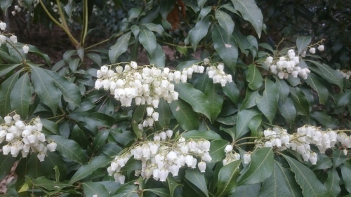 花と鼻_e0145441_23013818.jpg