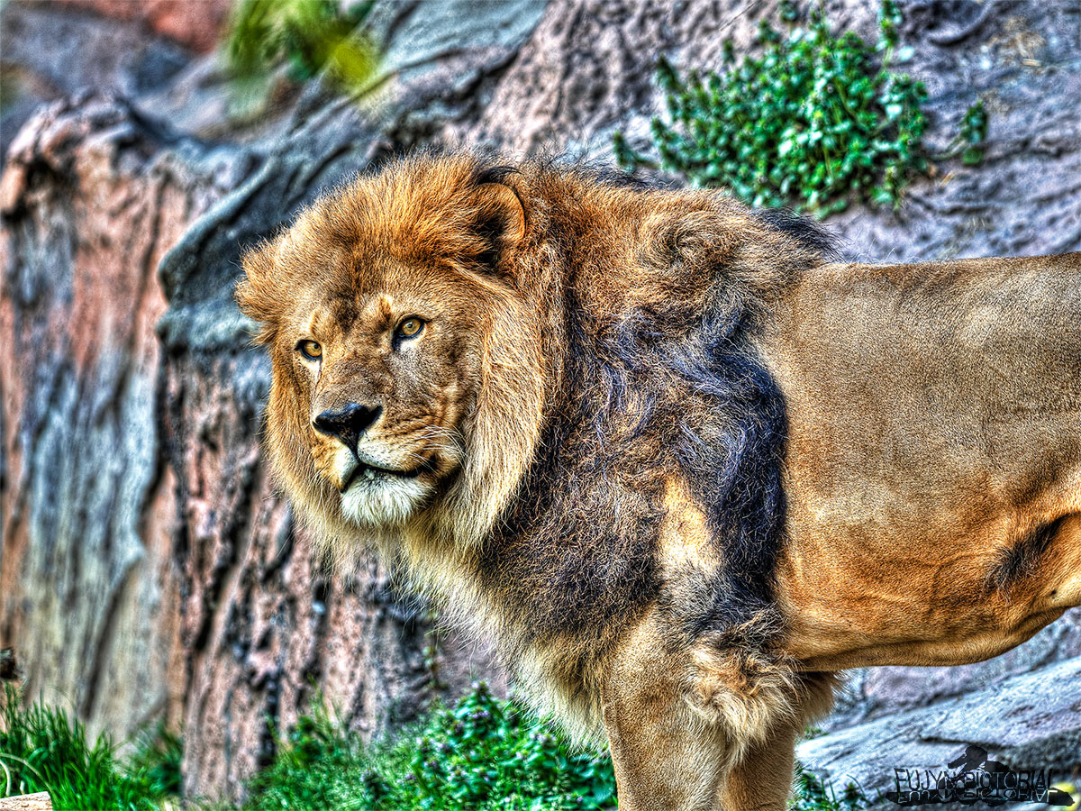 lion_b0135347_023153.jpg