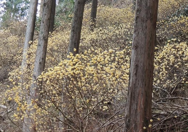蓑毛のミツマタが見ごろだよ_c0171849_18332392.jpg