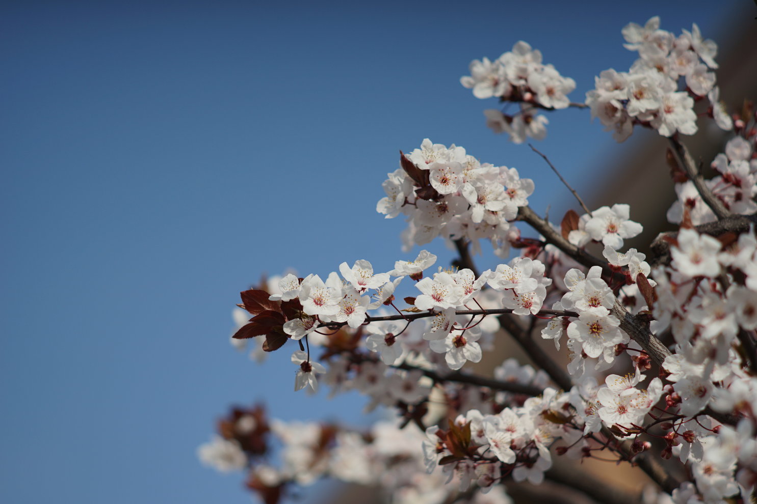 OMズイコー135ミリｆ3.5で桃と桜を撮る_a0063552_19235829.jpg