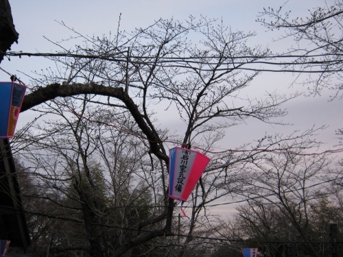 鶴舞公園の桜の開花状況について（３／２３）_c0363752_13165549.jpg