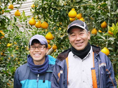 蔵出し完熟デコポン(肥後ポン)大好評発売中!同時に来年の収穫へ向け花芽剪定を行ってます(2019後編)_a0254656_19542418.jpg