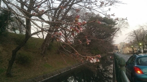 桜_a0208560_12261225.jpg