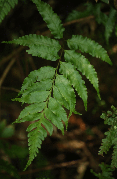 クロヘゴ（オニヘゴ）Cyathea podophylla : 鳥平の自然だより