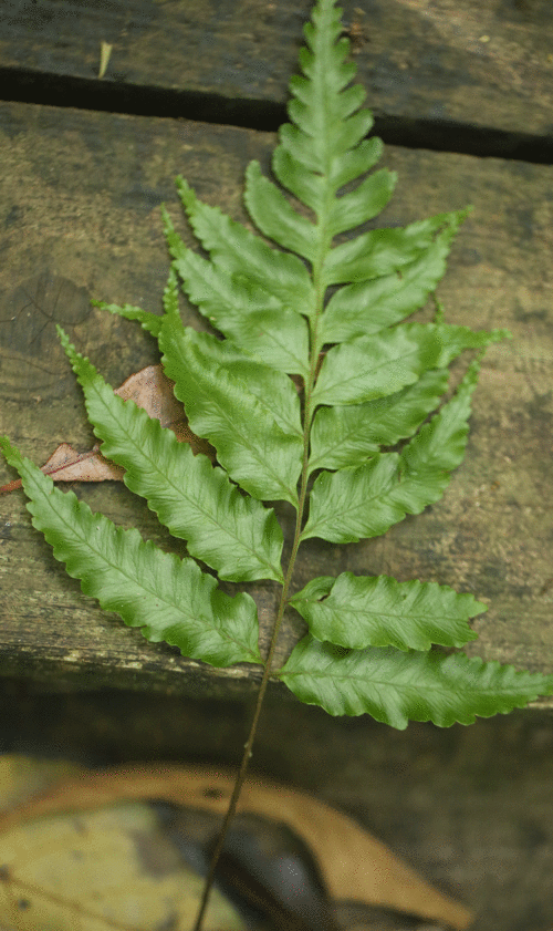 クロヘゴ（オニヘゴ）Cyathea podophylla _f0165160_8484536.gif