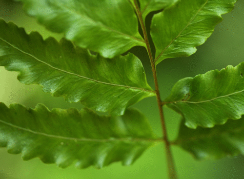 クロヘゴ（オニヘゴ）Cyathea podophylla _f0165160_849314.gif