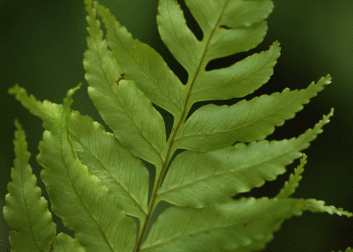 クロヘゴ（オニヘゴ）Cyathea podophylla : 鳥平の自然だより