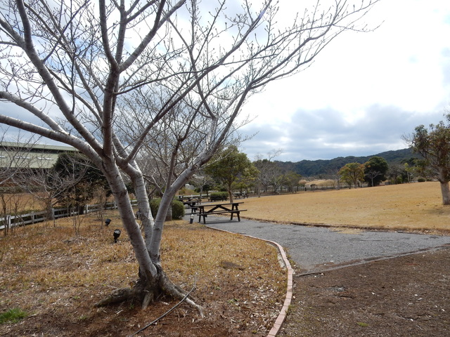 ’16,3,23(水)勝浦の桜はまだまだです!_f0060461_11193057.jpg