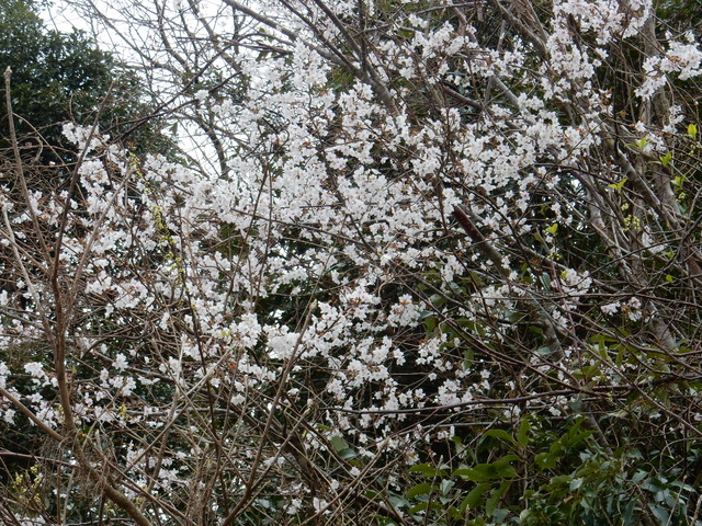 ’１６，３，２３（水）勝浦の桜はまだまだです！_f0060461_11211067.jpg