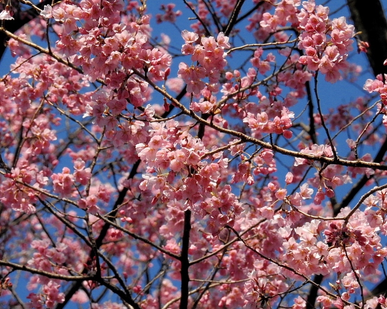 まだいたルリ君と、敷島公園の花など_c0305565_18111777.jpg