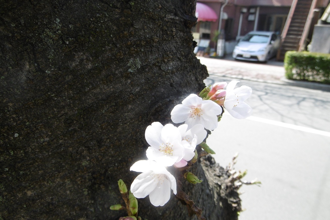 咲きました。_f0205367_15583784.jpg