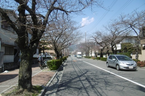 咲きました。_f0205367_16095187.jpg
