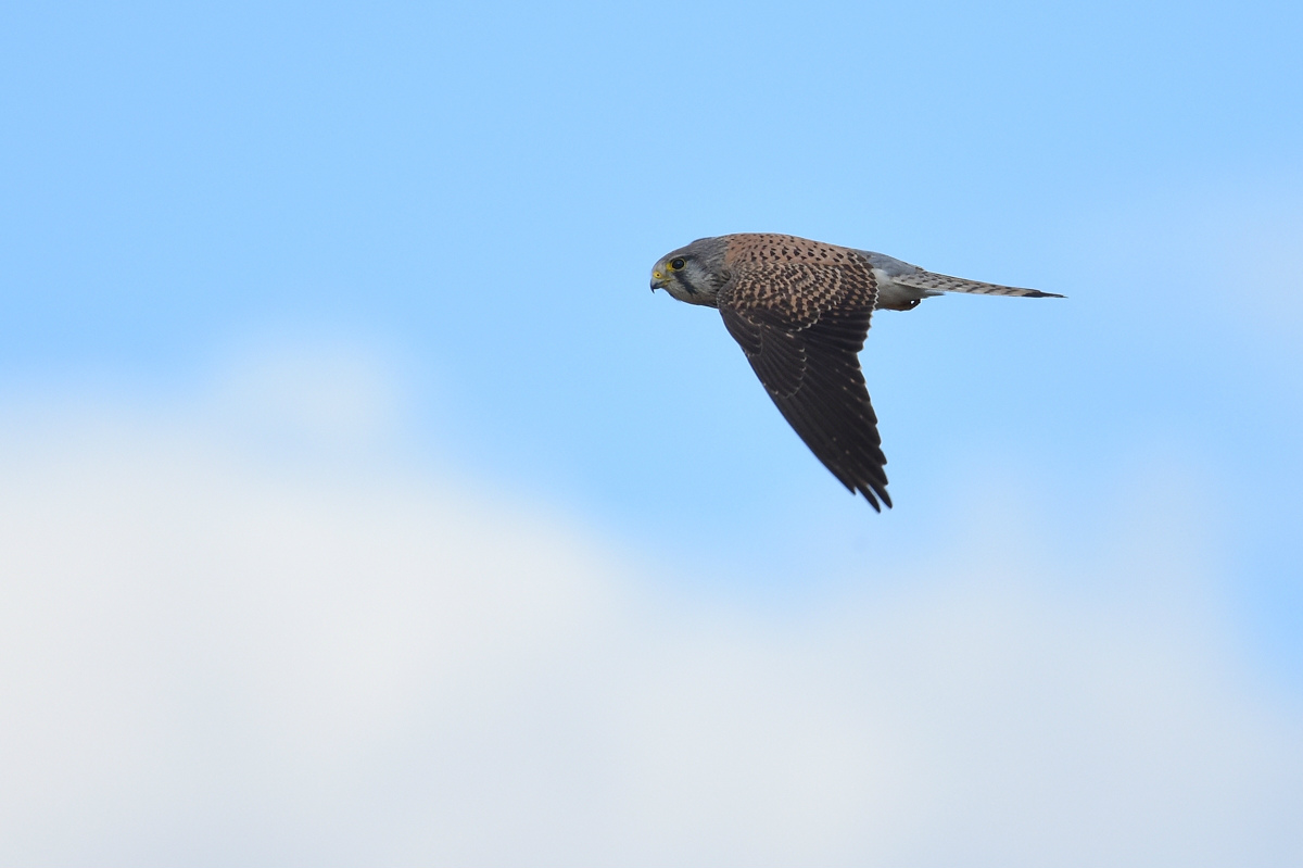 チョウゲンボウ 飛翔_f0053272_925744.jpg