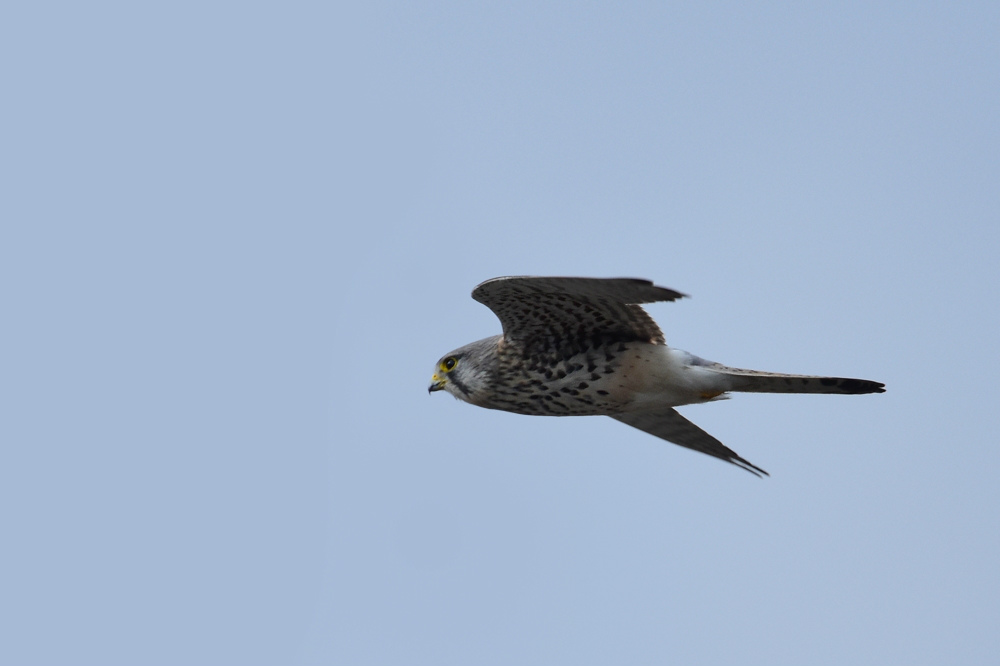 チョウゲンボウ 飛翔_f0053272_95093.jpg