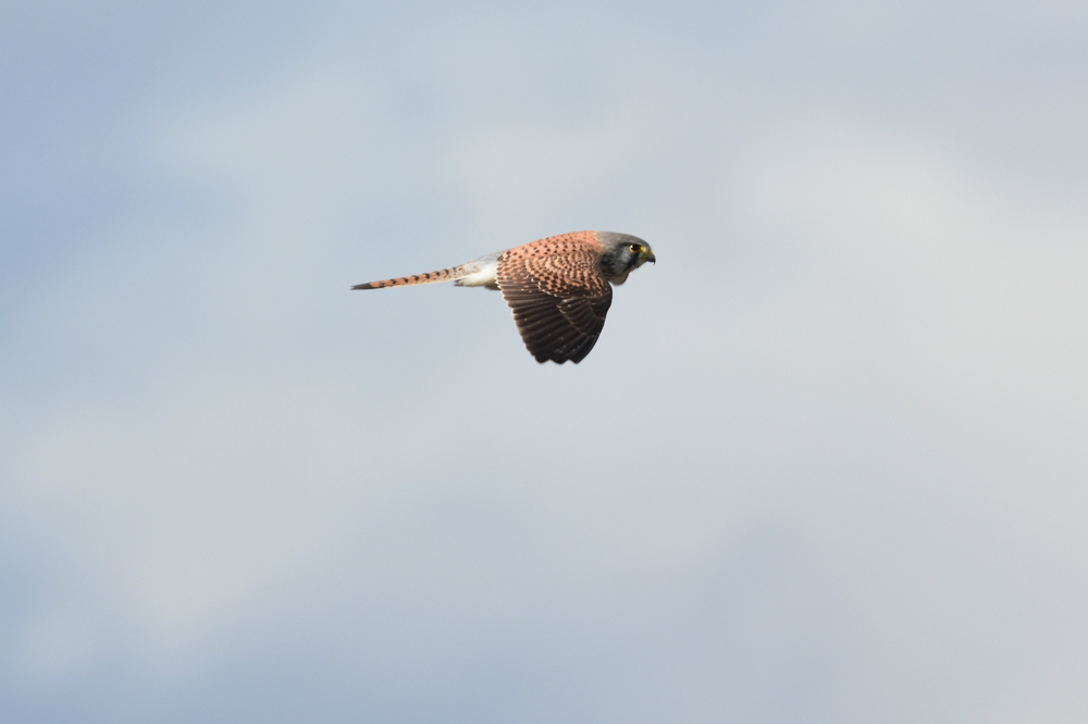 チョウゲンボウ 飛翔_f0053272_954270.jpg