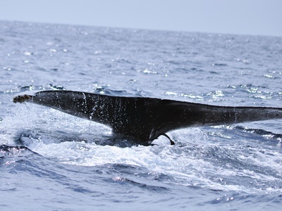 「曽津高崎～赤瀬　クジラ！」_b0033573_17443223.jpg