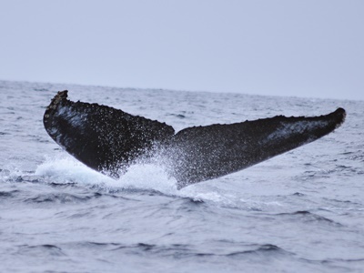 「曽津高崎～赤瀬　クジラ！」_b0033573_17450994.jpg