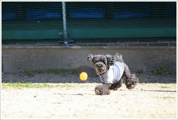 サルーキ兄弟と再会 うちにかえろう サルーキ兄弟と再会 うちにかえろう