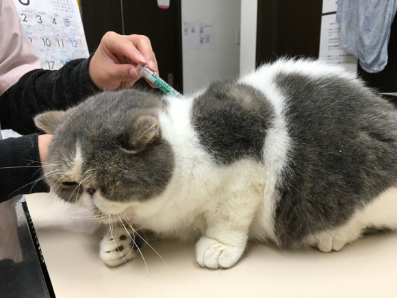 ノミダニフィラリア☆ぽるこの独白。_c0245679_20081936.jpg