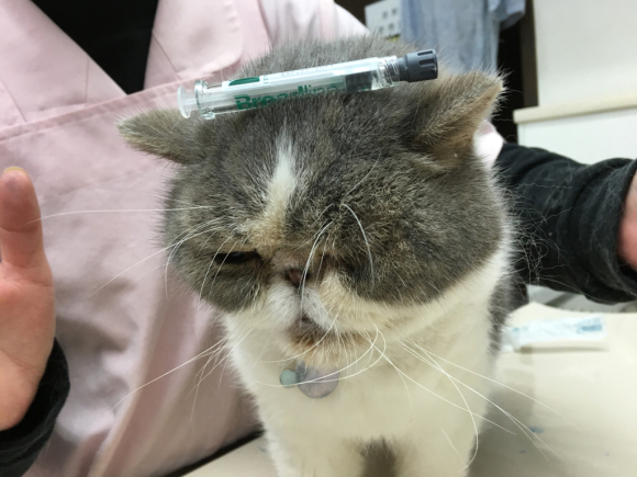 ノミダニフィラリア☆ぽるこの独白。_c0245679_20081943.jpg