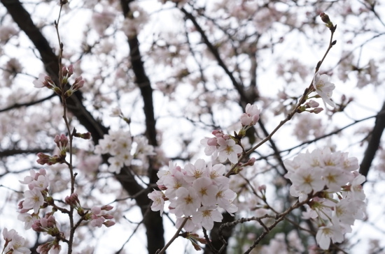 昨日と今日の春の花_a0198883_22322857.jpg