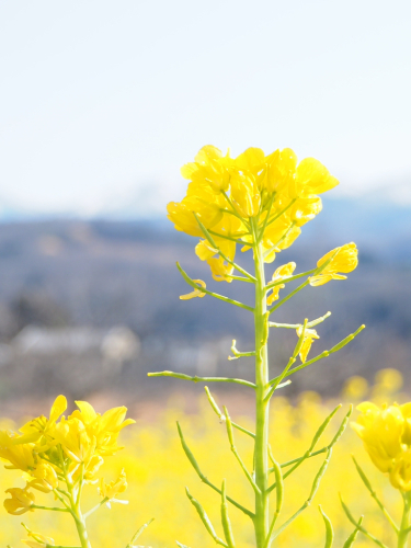 菜の花畑_f0357183_16551251.jpg