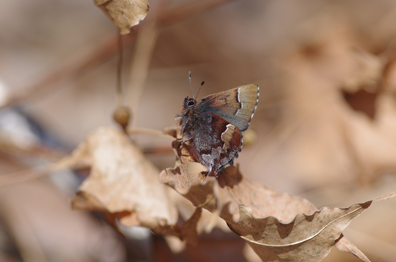 「春」の報せ　　20160322_a0338085_19291812.jpg