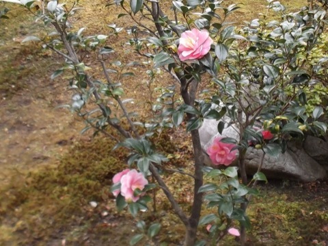 d0115985_21040756.jpeg